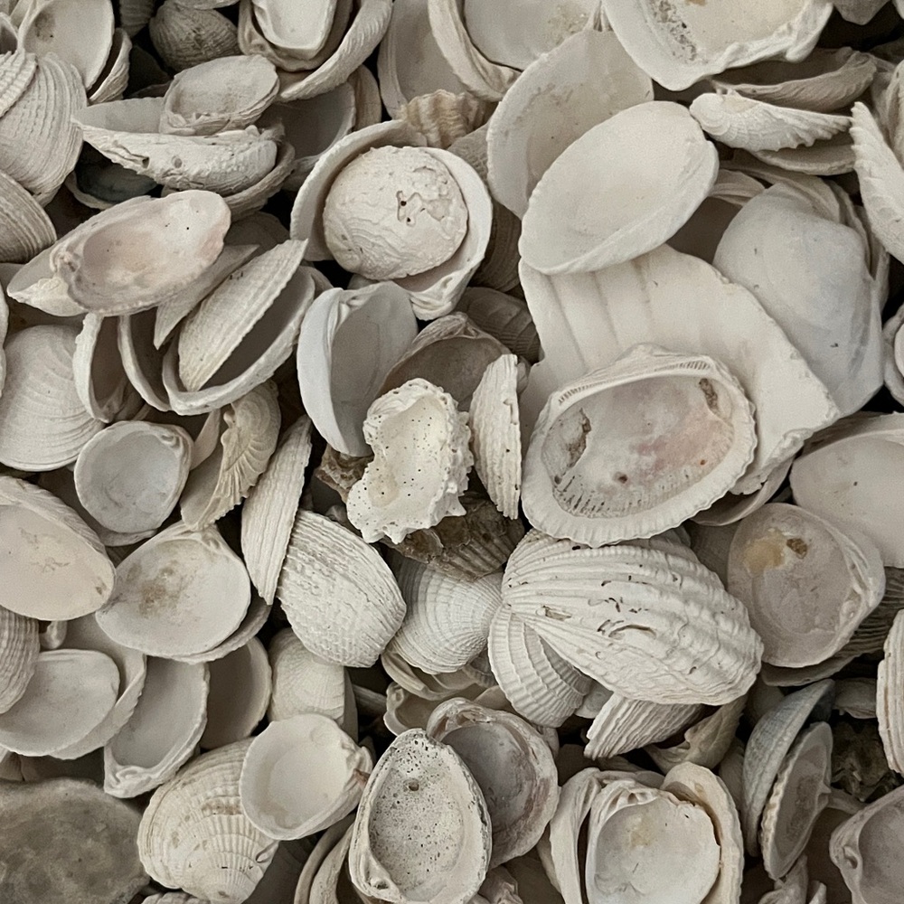 Assorted White Seashells